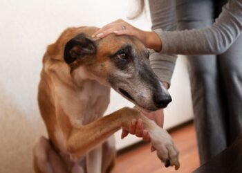 Campeche enfrenta aumento de denuncias por crueldad animal y daños ambientales