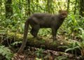 ¡Histórico! Captan por primera vez a un jaguarundi en Hidalgo