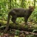 ¡Histórico! Captan por primera vez a un jaguarundi en Hidalgo