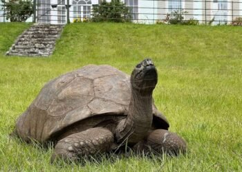 ¿Quién es Jonathan? La increíble historia del ser vivo que nació en 1832
