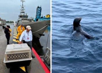 Apareció donde nadie lo esperaba; así terminó la historia del lobo fino de Galápagos que llegó a Chiapas