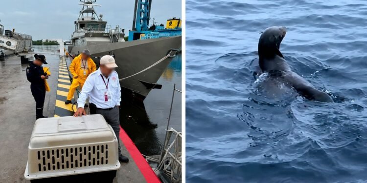 Apareció donde nadie lo esperaba; así terminó la historia del lobo fino de Galápagos que llegó a Chiapas