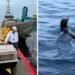 Apareció donde nadie lo esperaba; así terminó la historia del lobo fino de Galápagos que llegó a Chiapas