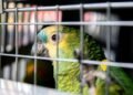 ¿Compras fauna en redes? Profepa advierte que podrías incurrir en un delito