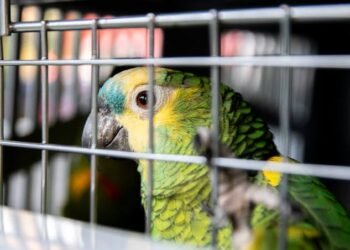 ¿Compras fauna en redes? Profepa advierte que podrías incurrir en un delito