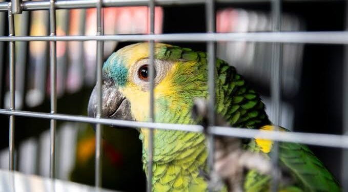 ¿Compras fauna en redes? Profepa advierte que podrías incurrir en un delito