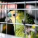 ¿Compras fauna en redes? Profepa advierte que podrías incurrir en un delito