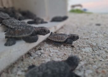 Las tortugas ya llegaron a Campeche; así puedes ayudar a protegerlas