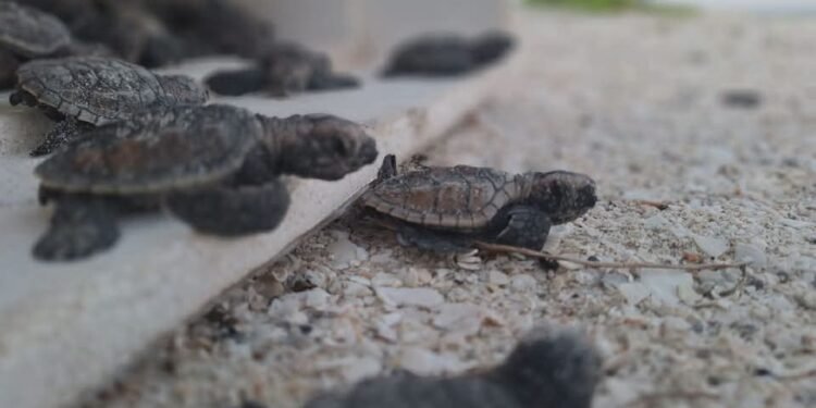 Las tortugas ya llegaron a Campeche; así puedes ayudar a protegerlas