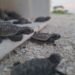 Las tortugas ya llegaron a Campeche; así puedes ayudar a protegerlas