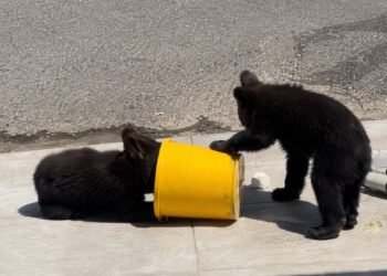 Bajo el calor de Monterrey, familia ofrece agua a una osa y sus crías; el video abre debate