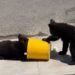 Bajo el calor de Monterrey, familia ofrece agua a una osa y sus crías; el video abre debate