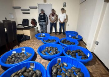 Así hallaron 350 tortugas que iban ocultas en paquetes; 25 no sobrevivieron al viaje
