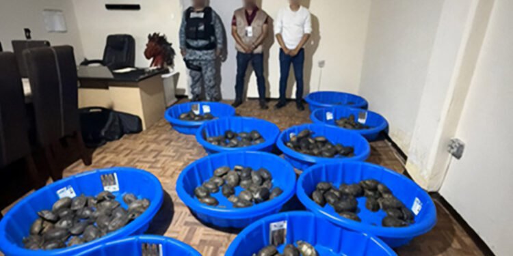 Así hallaron 350 tortugas que iban ocultas en paquetes; 25 no sobrevivieron al viaje