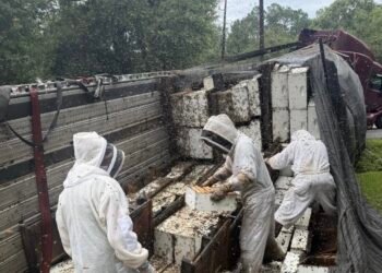 Entre colmenas y caos: así fue la inédita fuga de millones de abejas en Texas