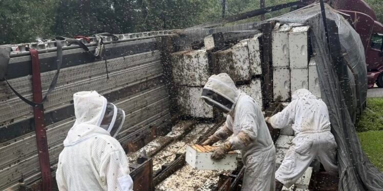 Entre colmenas y caos: así fue la inédita fuga de millones de abejas en Texas