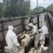 Entre colmenas y caos: así fue la inédita fuga de millones de abejas en Texas