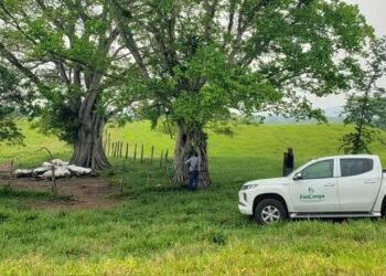 ¿Puede un rayo matar a 14 vacas al mismo tiempo? Ocurrió en Chiapas