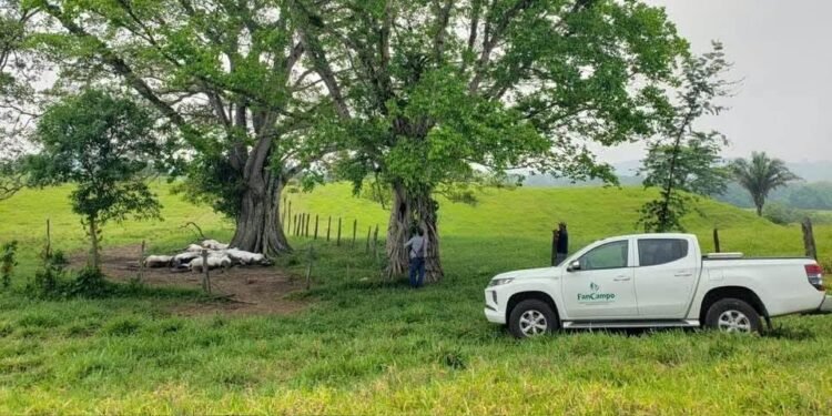 ¿Puede un rayo matar a 14 vacas al mismo tiempo? Ocurrió en Chiapas