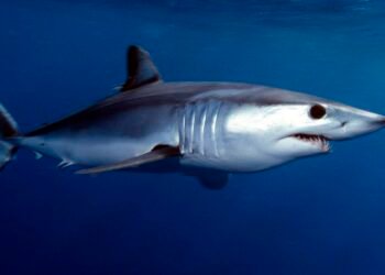 ¿Qué especies de tiburón pueden capturarse y bajo qué reglas?