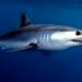 ¿Qué especies de tiburón pueden capturarse y bajo qué reglas?