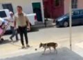Toda una vida encadenado, rescatan a un lomito y van contra su presunto maltratador