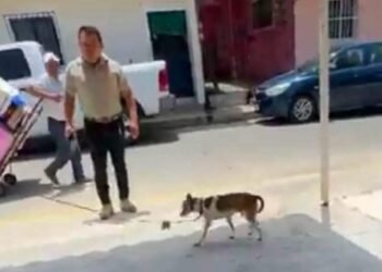 Toda una vida encadenado, rescatan a un lomito y van contra su presunto maltratador