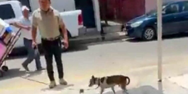 Toda una vida encadenado, rescatan a un lomito y van contra su presunto maltratador
