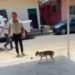 Toda una vida encadenado, rescatan a un lomito y van contra su presunto maltratador