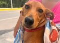 A quemarropa: hieren a un lomito con un balín y Fiscalía busca al presunto agresor