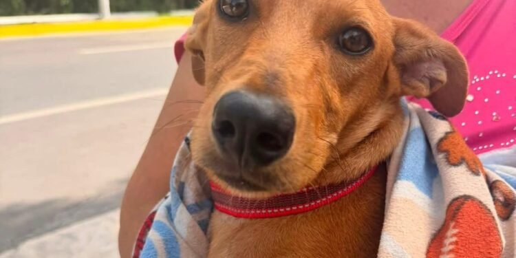 A quemarropa: hieren a un lomito con un balín y Fiscalía busca al presunto agresor