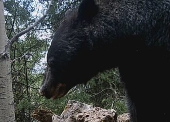 ¡Captado en el bosque! Oso negro se da un chapuzón y marca territorio en Chihuahua