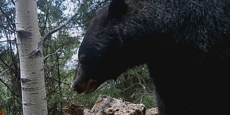 ¡Captado en el bosque! Oso negro se da un chapuzón y marca territorio en Chihuahua