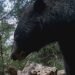 ¡Captado en el bosque! Oso negro se da un chapuzón y marca territorio en Chihuahua