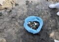 Operación Salvavidas Verano 2026 permite rescatar 39 huevos de tortuga marina