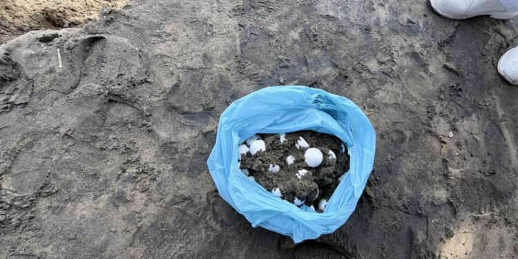 Operación Salvavidas Verano 2026 permite rescatar 39 huevos de tortuga marina
