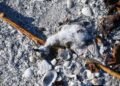 ¿Negligencia o delito ambiental? Investigan muerte de aves en Laguna de Términos
