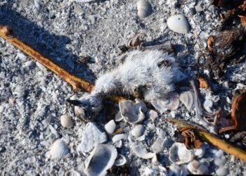 ¿Negligencia o delito ambiental? Investigan muerte de aves en Laguna de Términos