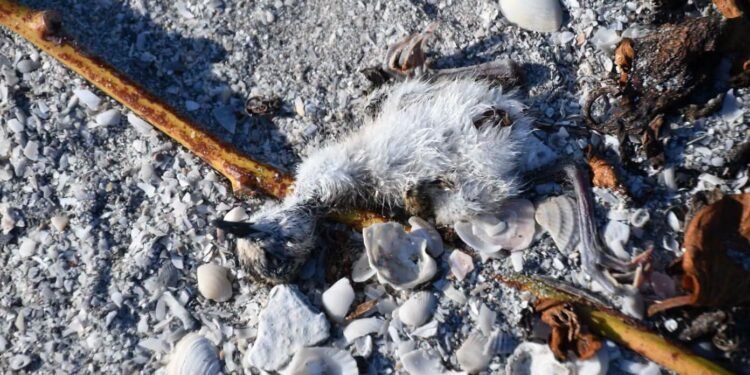 ¿Negligencia o delito ambiental? Investigan muerte de aves en Laguna de Términos