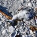 ¿Negligencia o delito ambiental? Investigan muerte de aves en Laguna de Términos
