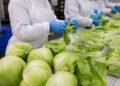 ¡Confirmado! Lechugas mexicanas dan negativo al parásito de la “diarrea explosiva”; esto revelan las autoridades