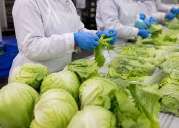 ¡Confirmado! Lechugas mexicanas dan negativo al parásito de la “diarrea explosiva”; esto revelan las autoridades
