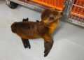 Final feliz para una cría de lobo marino; regresa al océano tras una intensa rehabilitación
