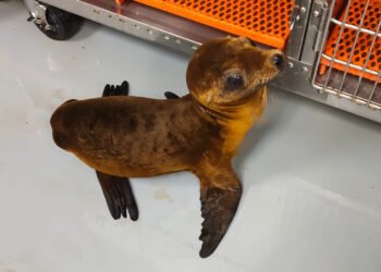 Final feliz para una cría de lobo marino; regresa al océano tras una intensa rehabilitación