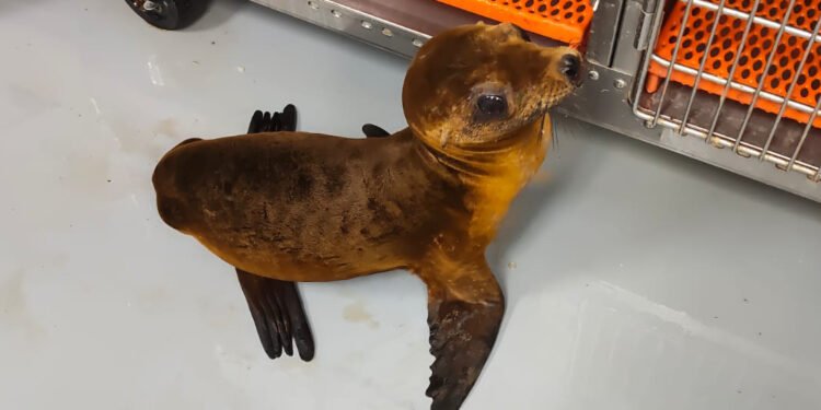 Final feliz para una cría de lobo marino; regresa al océano tras una intensa rehabilitación