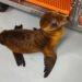 Final feliz para una cría de lobo marino; regresa al océano tras una intensa rehabilitación