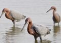 Playa Chenkan se vuelve refugio clave para las aves; monitoreo revela especies protegidas