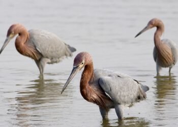 Playa Chenkan se vuelve refugio clave para las aves; monitoreo revela especies protegidas