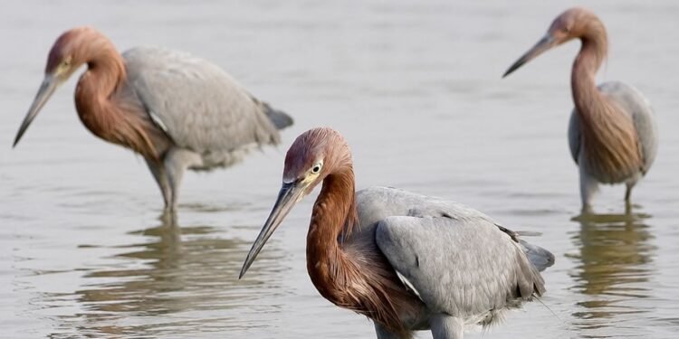 Playa Chenkan se vuelve refugio clave para las aves; monitoreo revela especies protegidas