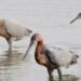 Playa Chenkan se vuelve refugio clave para las aves; monitoreo revela especies protegidas